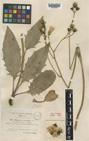Type of Hieracium murorum L. var. pulcherrimum F. Hanb. [family COMPOSITAE]