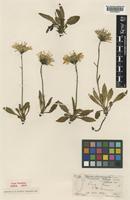Type of Hieracium globosum Backh. var. larigense Pugsley [family ASTERACEAE]