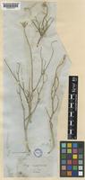 Scorzonera ramosissima DC. [family COMPOSITAE]