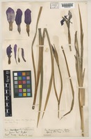 Type of Iris chrysographes Dykes [family IRIDACEAE]