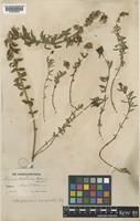 Linaria anticaria Boiss. & Reut. [family PLANTAGINACEAE]