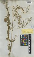 Lapsana communis L. [family COMPOSITAE]