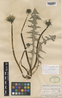 Taraxacum subundulatum Dahlst. [family COMPOSITAE]