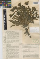 Paratype of Taraxacum orcadense Dahlst. [family COMPOSITAE]