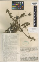 Isolectotype of Taraxacum duplidentifrons Dahlst. [family COMPOSITAE]