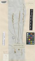 Arrhenatherum album (Vahl) Clayton [family POACEAE]