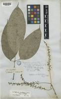 Type of Heptapleurum caudatum Vidal [family ARALIACEAE]