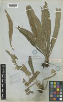 Type of Asplenium griffithianum Hook. [family ASPLENIACEAE]