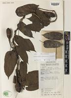 Aristolochia crassinervia O.C.Schmidt [family ARISTOLOCHIACEAE]