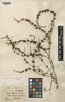 Rumex tenax Rech.f. [family POLYGONACEAE]