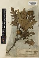 Quercus cerris L. var. pseudocerris (Boiss.) Boiss. [family FAGACEAE]