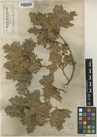 Quercus petraea (Matt.) Liebl. [family FAGACEAE]
