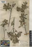 Quercus suber L. [family FAGACEAE]