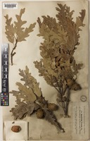 Quercus cerris L. [family FAGACEAE]