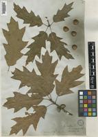 Quercus imbricaria Michx. [family FAGACEAE]