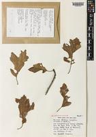 Type of Quercus fontana Laughlin [family FAGACEAE]