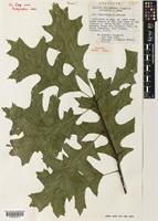 Holotype of Quercus columnaris Laughlin [family FAGACEAE]