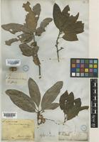 Quercus imbricaria Michx. [family FAGACEAE]