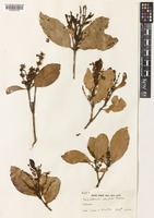 Trigonobalanus verticillata Forman [family FAGACEAE]
