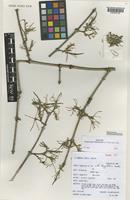 Isotype of Vangueriopsis shimbaensis A.P.Davis & Q.Luke [family RUBIACEAE]