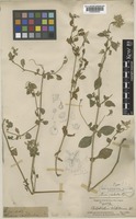Type of Aerva glabrata Hook.f. [family AMARANTHACEAE]