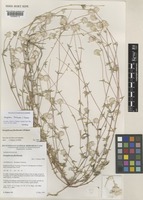 Isotype of Gomphrena floribunda J.Palmer [family AMARANTHACEAE]