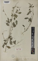 Indigofera angulosa Edgew. [family LEGUMINOSAE-PAPILIONOIDEAE]