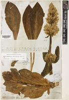 Type of Frasera fastigiata (Pursh) Heller [family GENTIANACEAE]