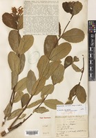 Holarrhena curtisii King & Gamble [family APOCYNACEAE]