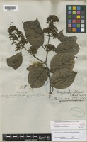 Lectotype of Ecdysanthera schrieckii Van Heurck & Müll.Arg. [family APOCYNACEAE]