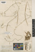 Ceropegia lucida Wall. subsp. lucida [family ASCLEPIADACEAE]