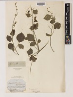 Pseudarthria viscida (L.) Wight & Arn. [family LEGUMINOSAE-PAPILIONOIDEAE]