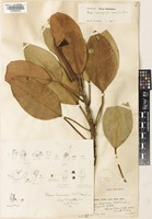 Type of Ficus angladei C.E.C.Fisch. [family MORACEAE]