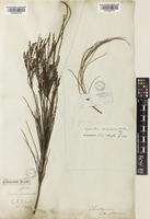Choretrum candollei F.Muell. ex Benth. [family SANTALACEAE]