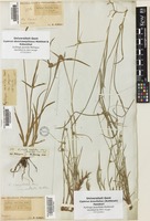 Kyllinga brevifolia Rottb. [family CYPERACEAE]