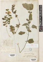 Ruellia patula Jacq. [family ACANTHACEAE]