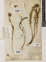 Hippolytia longifolia (Wall. ex DC.) C.Shih [family COMPOSITAE]