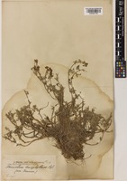 Hippolytia herderi (Regel & Schmalh.) Poljakov [family COMPOSITAE]