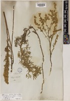 Artemisia sericea Weber ex Stechm. [family COMPOSITAE]
