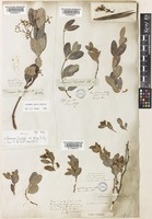 Secamone alpini Schult. [family APOCYNACEAE]