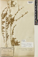 Anabasis ehrenbergii Schweinf. ex Boiss. [family AMARANTHACEAE]