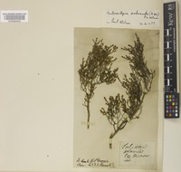 Tecticornia arbuscula (R.Br.) K.A.Sheph. & Paul G.Wilson [family AMARANTHACEAE]