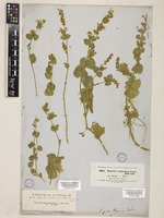 Nepeta septemcrenata Ehrenb. Boiss [family LAMIACEAE]