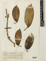 Hoya crassicaulis Elmer ex Merr. [family ASCLEPIADACEAE]
