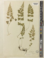 Type of Dennstaedtia wilfordii (T.Moore) Christ [family DENNSTAEDTIACEAE]