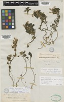 Lamium garganicum L. subsp. striatum (Sm.) Hayek [family LAMIACEAE]