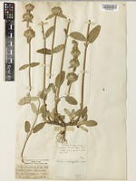 Stachys cretica L. [family LAMIACEAE]