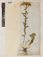 Achillea kotschyi Boiss. [family ASTERACEAE]