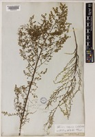 Artemisia scoparia Waldst. & Kitam. [family COMPOSITAE]