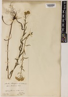 Achillea millefolium L. [family COMPOSITAE]